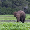 052 LOANGO Inyoungou Prairie avec Troupeau Elephants Loxodonta africana cyclotis 12E5K2IMG_79045wtmk.jpg
